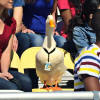 Aflac Duck Animal Actors