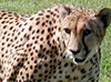 Animal Actor Cheetah