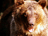 Animal Actor Grizzly Bear
