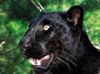 Animal Actor Black Leopard