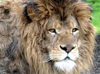 Animal Actors Male Lion