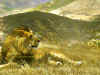 Major_-_Puerto_Rico_-_Jeep_Liberty.JPG (49641 bytes)