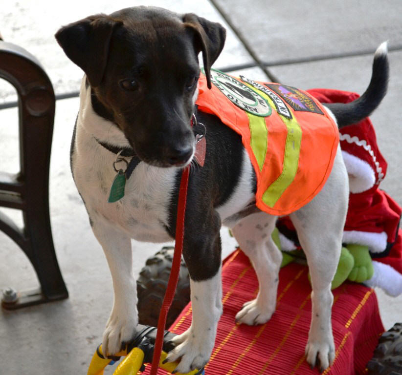 Scooter the Skateboarding Dog animal actors animal talent agency