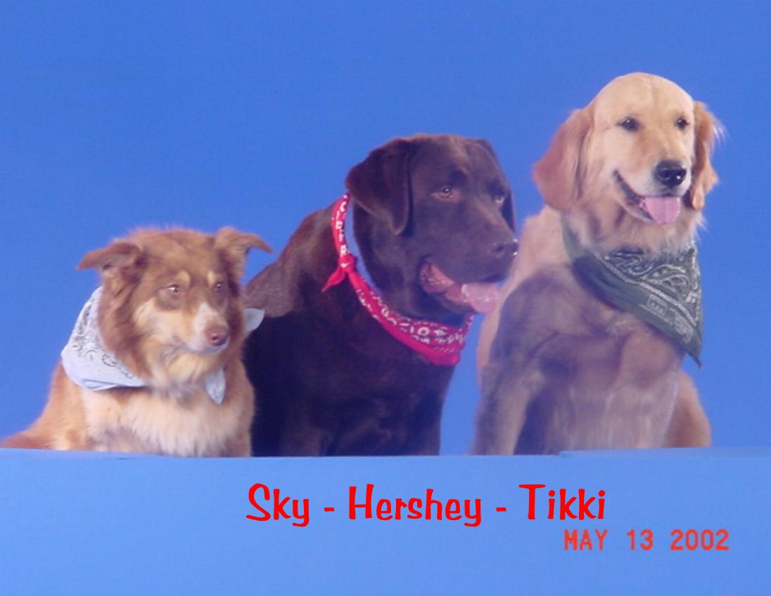 Tikki - Hershey Sky.JPG (63868 bytes)